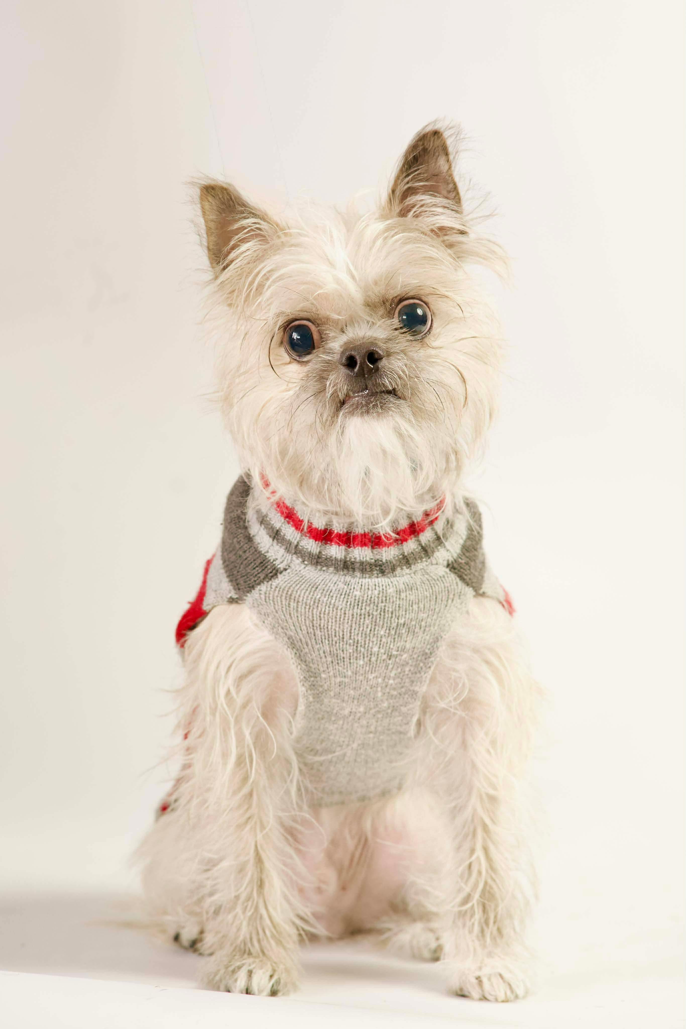 Mikey, a ADOPTABLE Mixed Breed in Green Bay, WI image 3/4