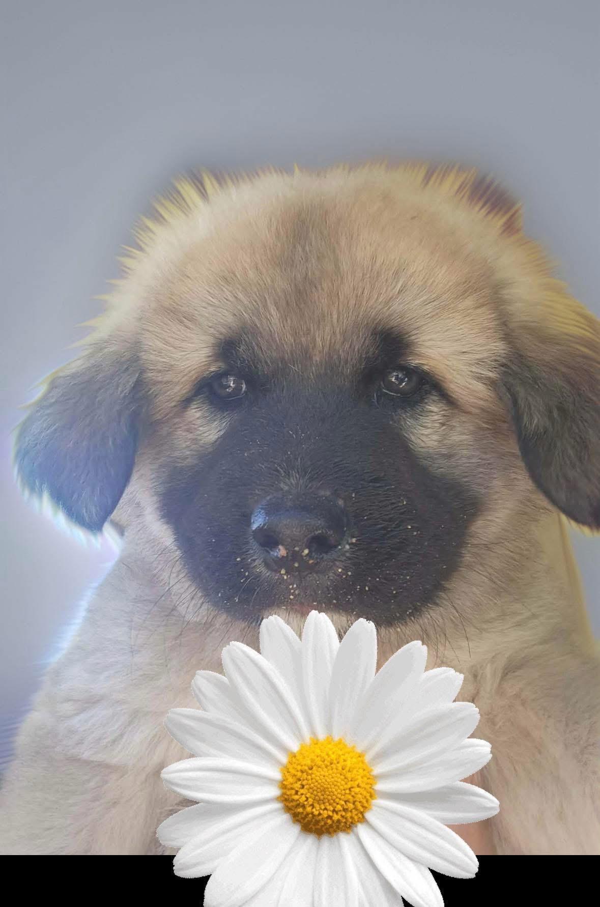 Moose, an adopted mixed breed in Woodbury, NJ image 3/3