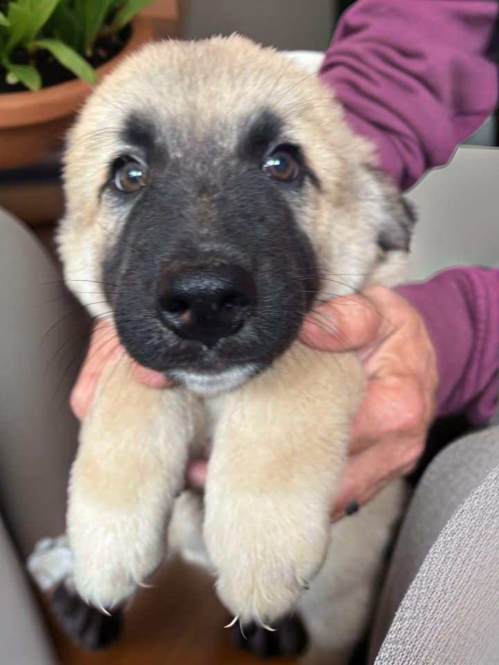 Moose, an adopted mixed breed in Woodbury, NJ image 2/3