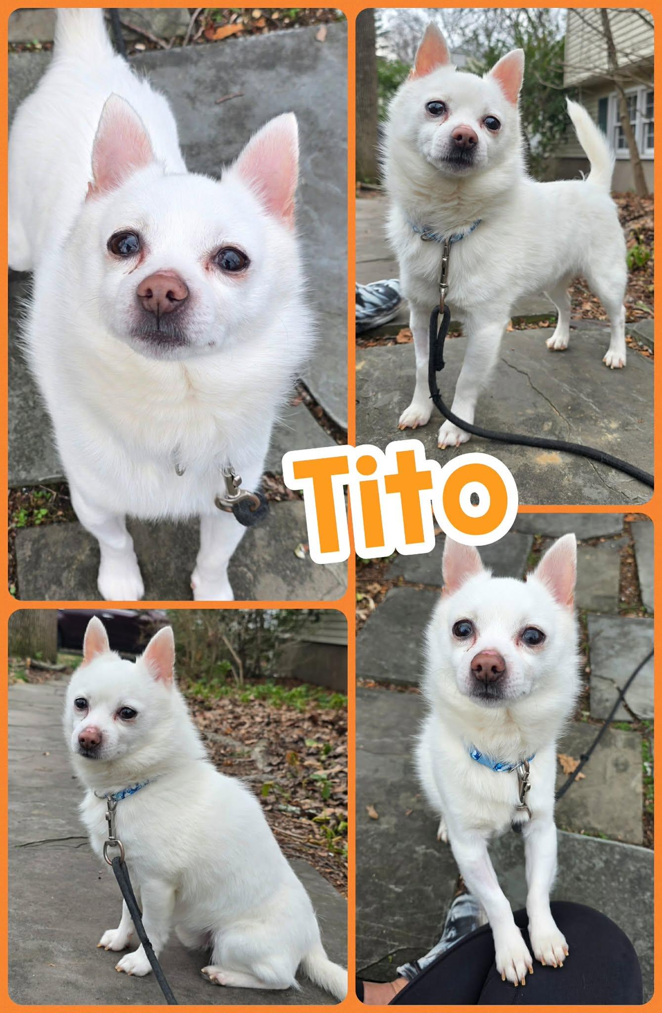 Tito, ADOPTABLE, Adult Male Pomeranian & Chihuahua.