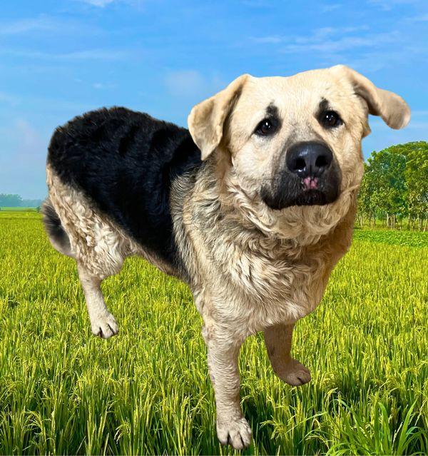 Dirk, Adoptable, Adult Male German Shepherd Dog.