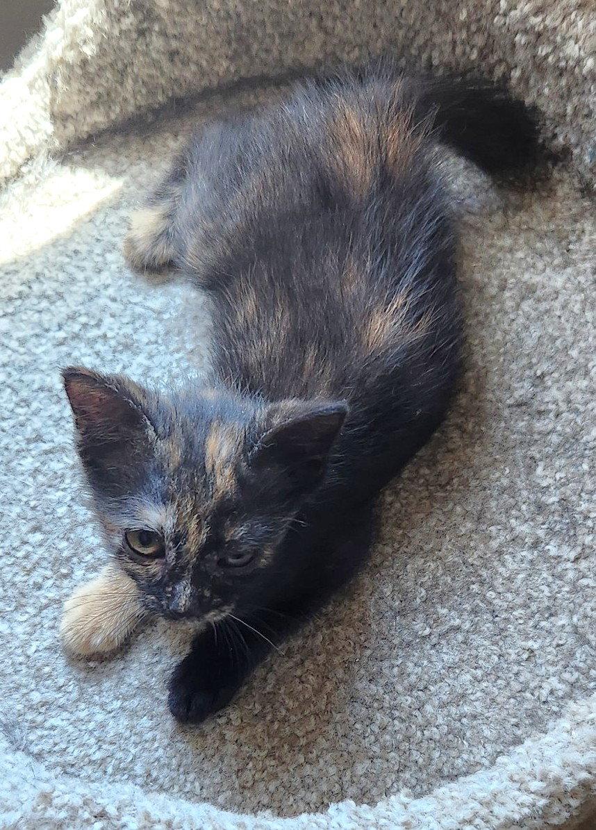 Alex, Adopted, Kitten Female Domestic Short Hair.