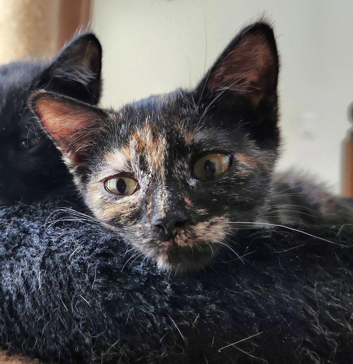 Alex, a Adopted Domestic Short Hair in Shawnee, KS image 2/3