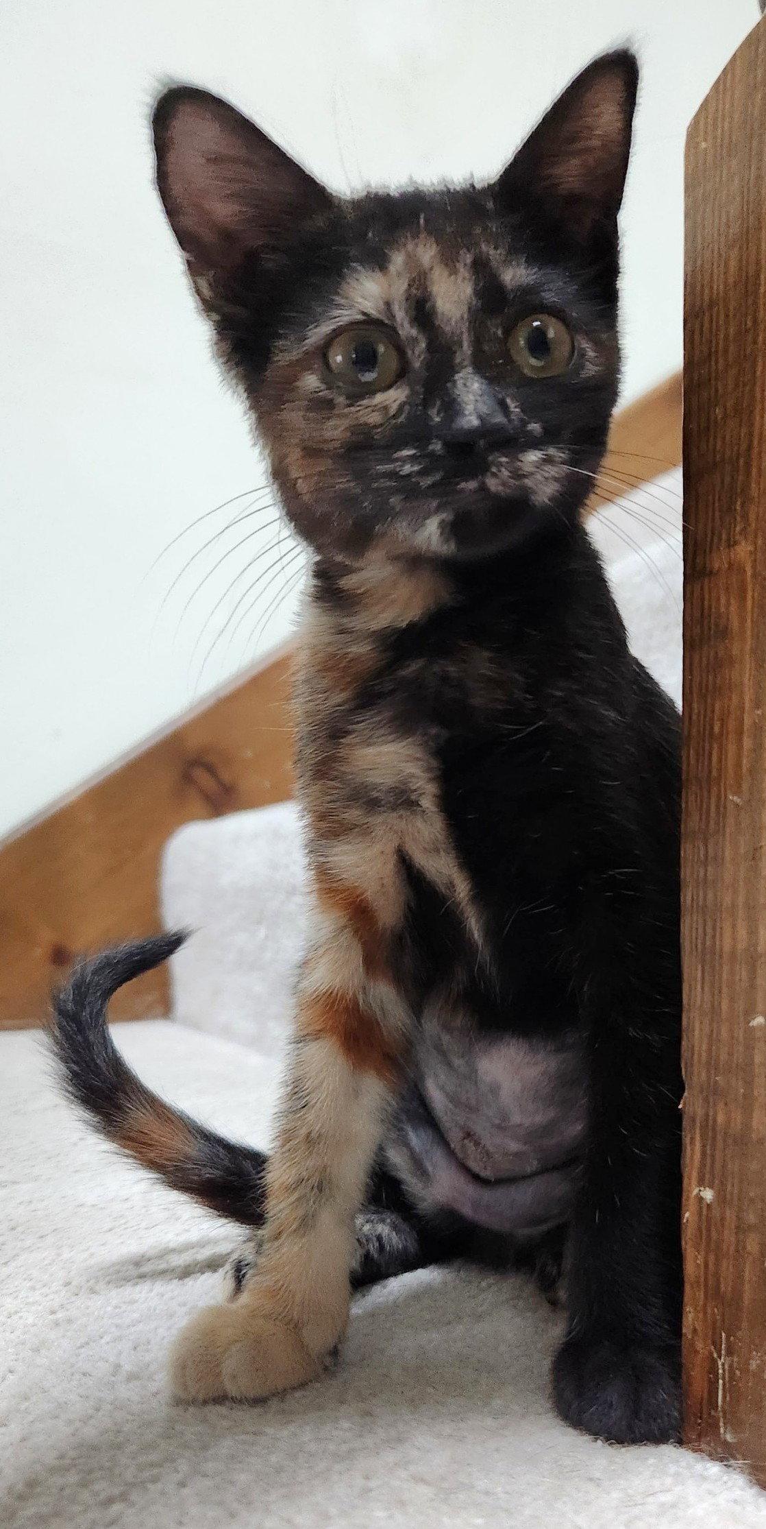 Alex, a Adopted Domestic Short Hair in Shawnee, KS image 3/3