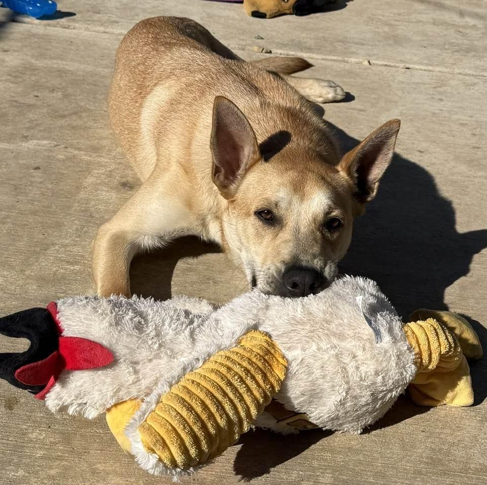 Lisa, ADOPTABLE, Young Female Yellow Labrador Retriever & German Shepherd Dog.