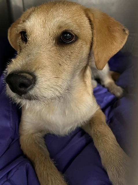 Enlarge DOLLY, a Adoptable Terrier in Downey, CA image 1/1