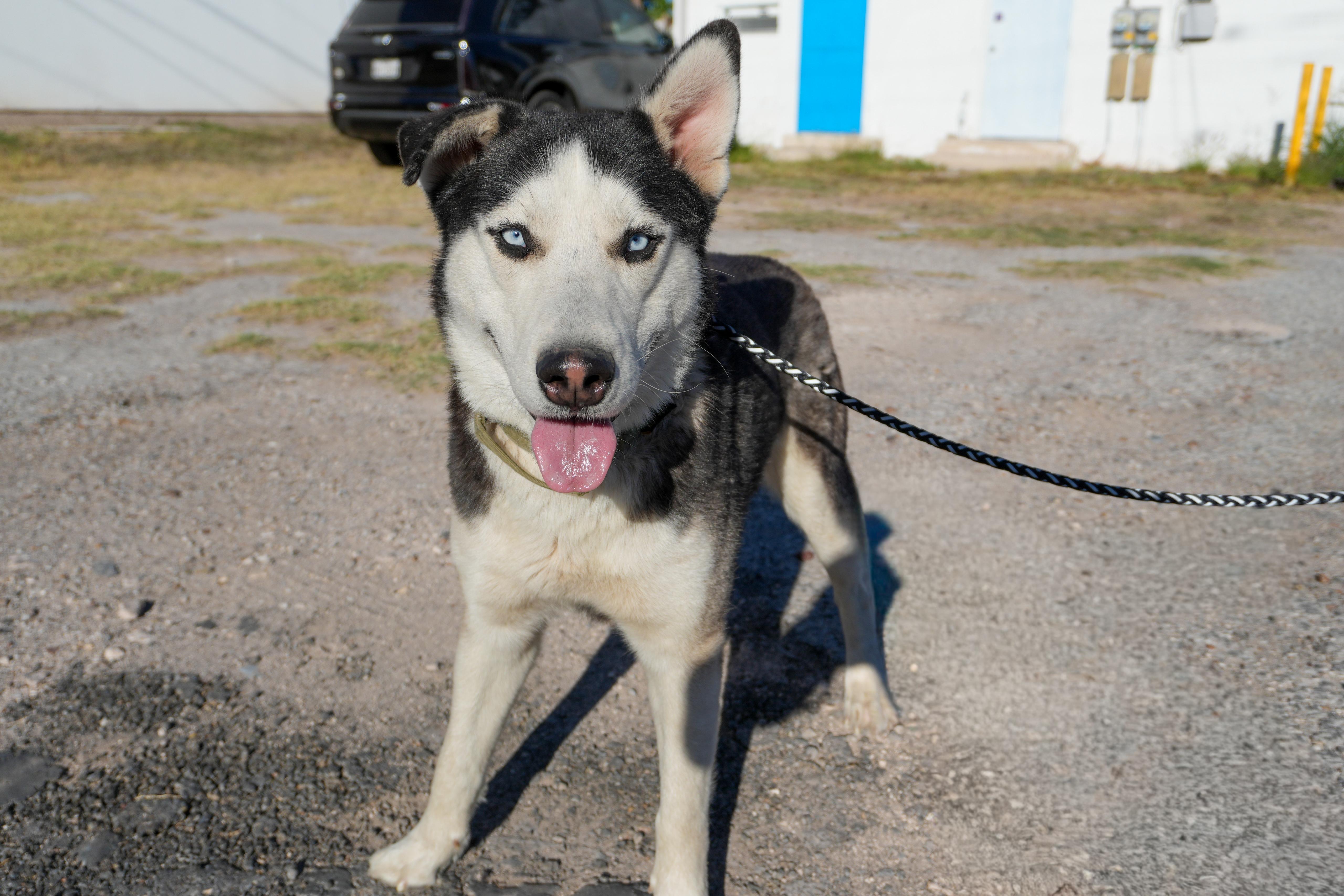 Enlarge Hondo, a ADOPTABLE Husky in MISSION, TX image 5/5