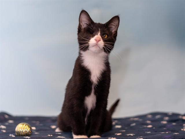 Enlarge JANGO, a Adoptable Domestic Short Hair in Ames, IA image 1/1