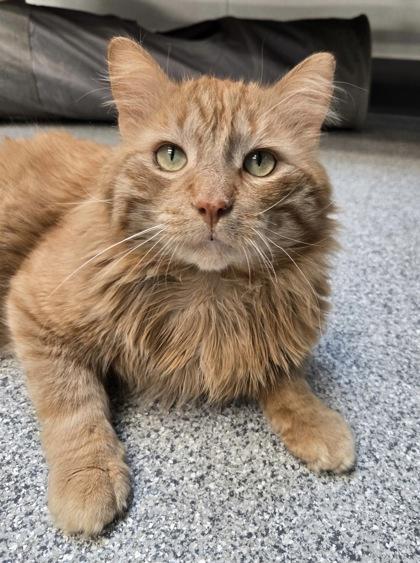 Enlarge Aslan, an adoptable mixed breed in Tinley Park, IL image 4/6