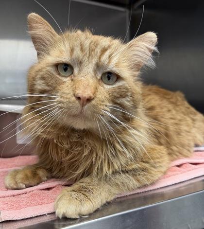 Enlarge Aslan, an adoptable mixed breed in Tinley Park, IL image 1/6