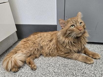 Enlarge Aslan, an adoptable mixed breed in Tinley Park, IL image 3/6