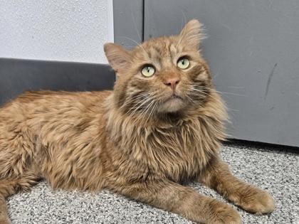 Enlarge Aslan, an adoptable mixed breed in Tinley Park, IL image 5/6
