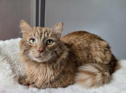 Enlarge Aslan, an adoptable mixed breed in Tinley Park, IL image 2/6