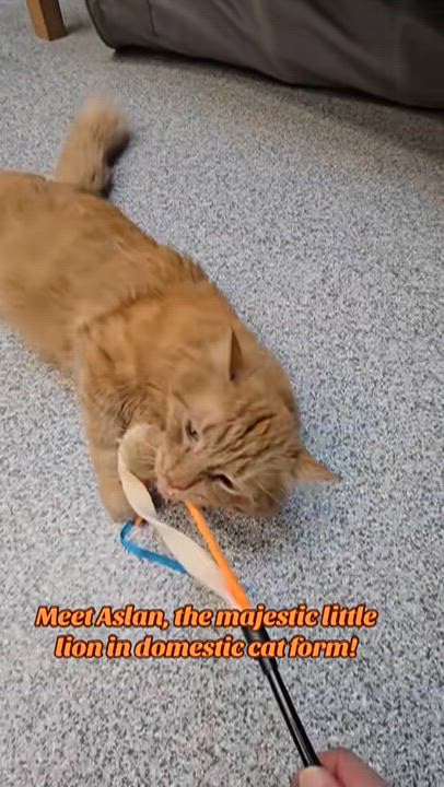 Enlarge Aslan, an adoptable mixed breed in Tinley Park, IL video 6/6