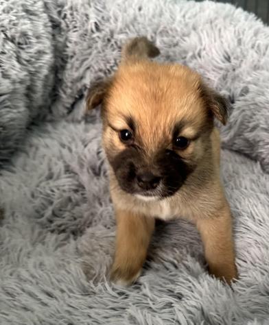 Mochi — thumbnail 5