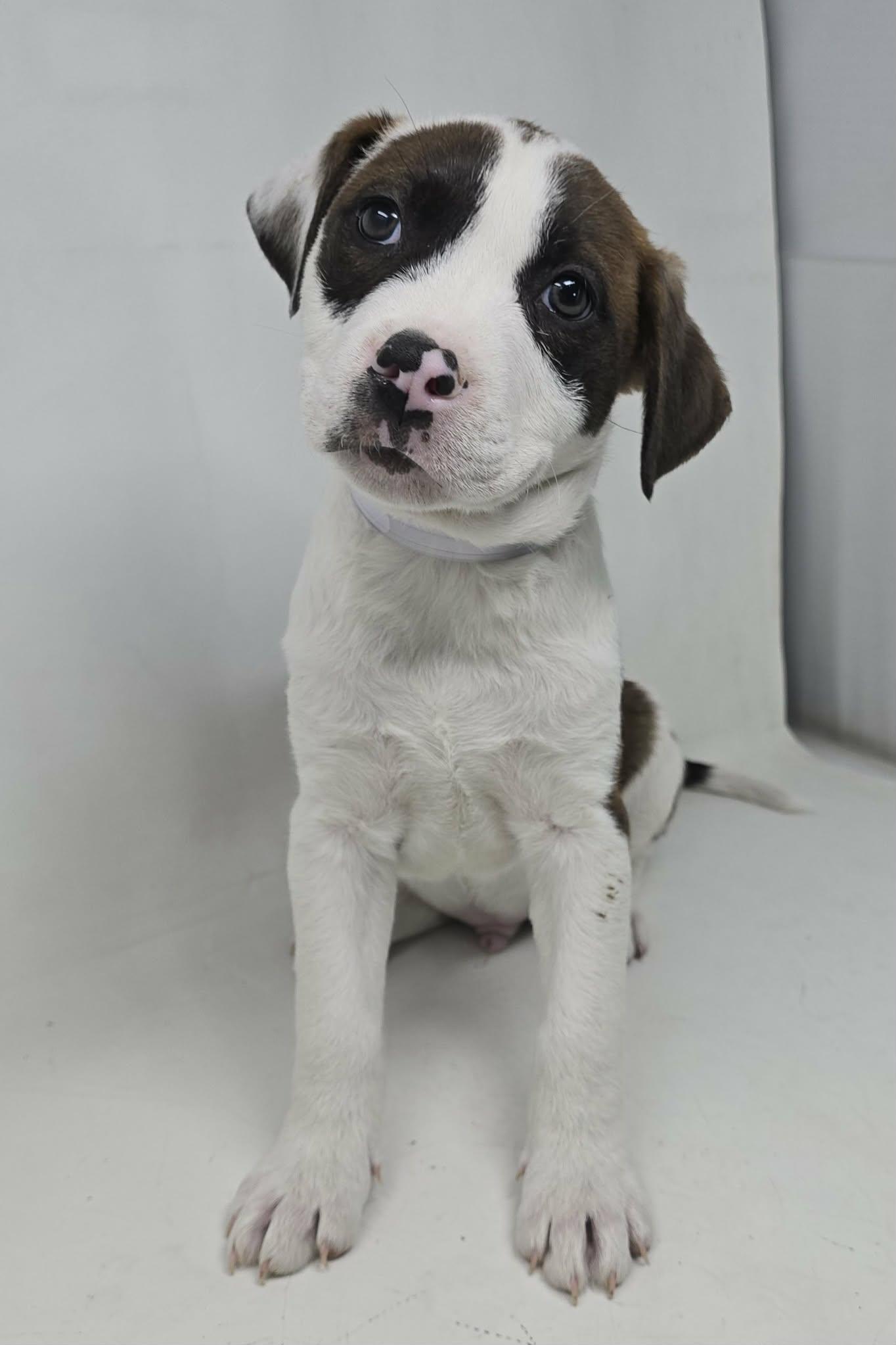 Enlarge Eros , an adopted mixed breed in New York, NY image 2/2