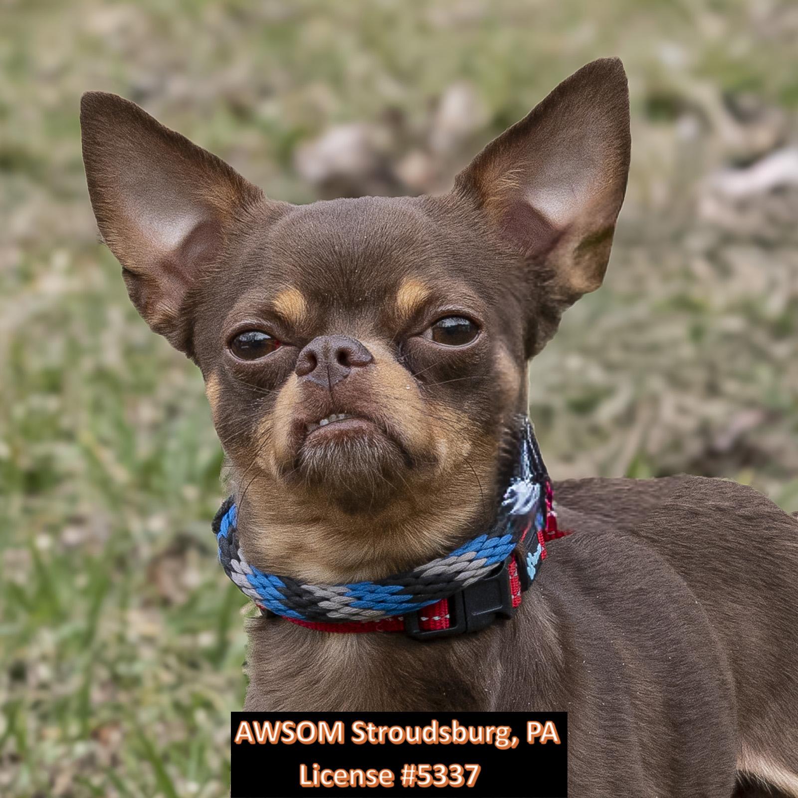 Cactus, ADOPTABLE, Young Male Chihuahua.