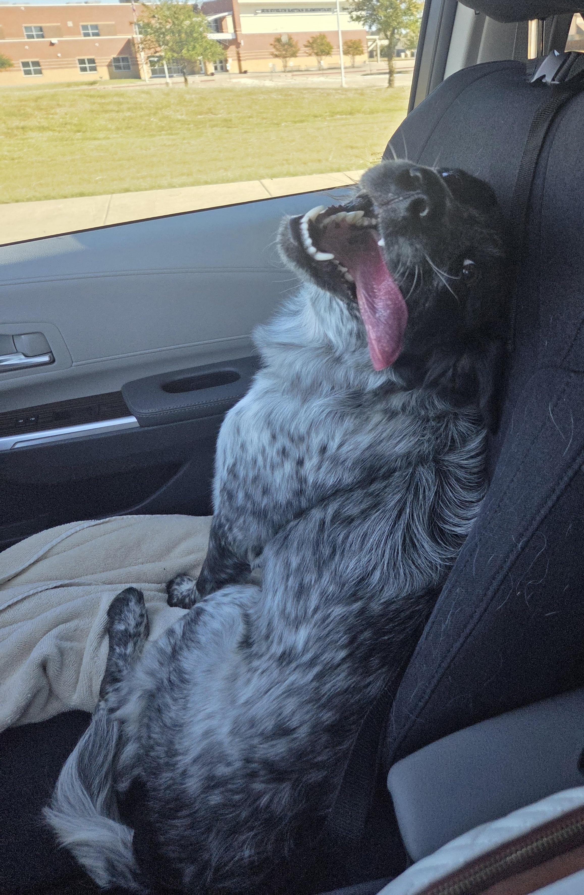 Daisy, an adopted mixed breed in Anna, TX image 2/6