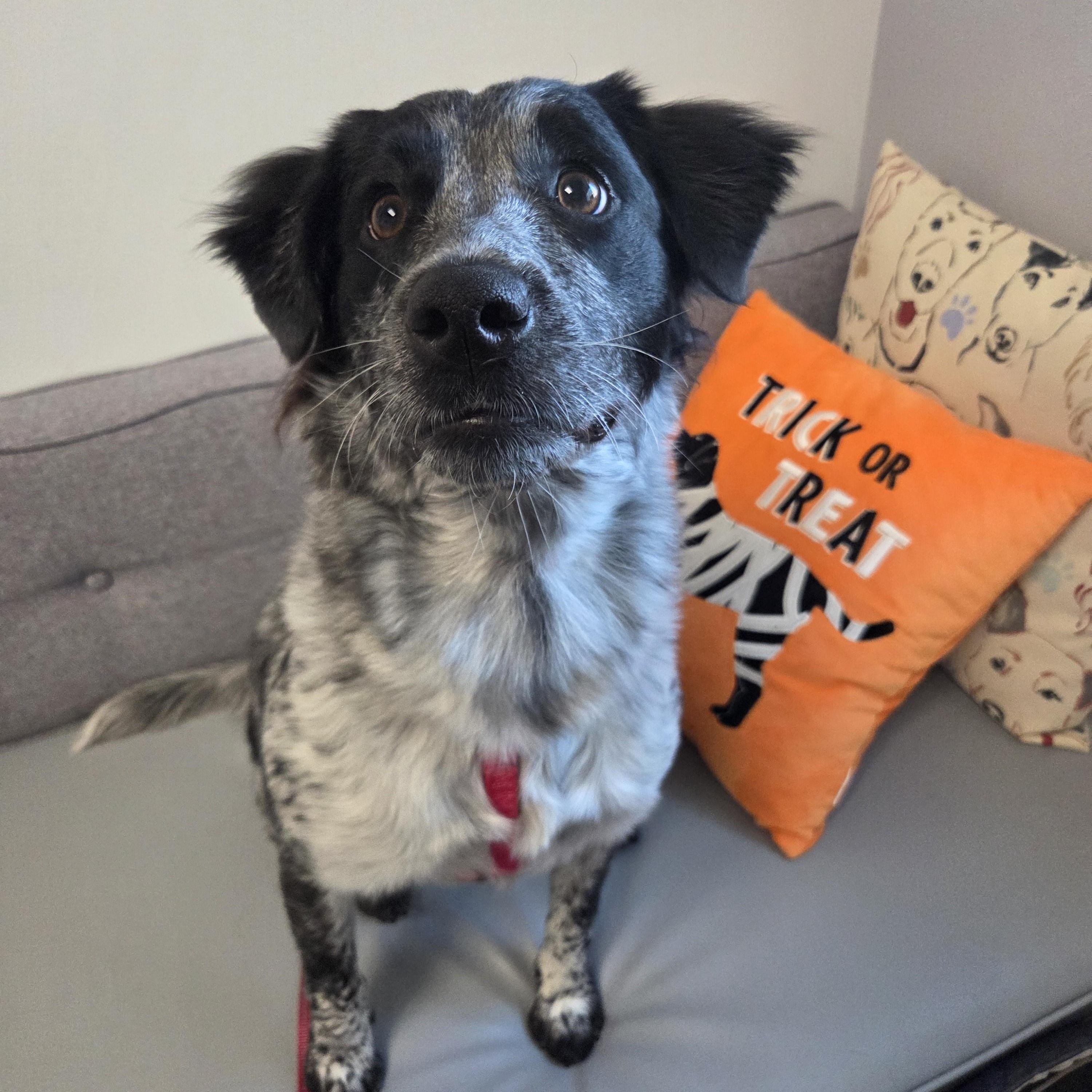 Daisy, an adopted mixed breed in Anna, TX image 3/6