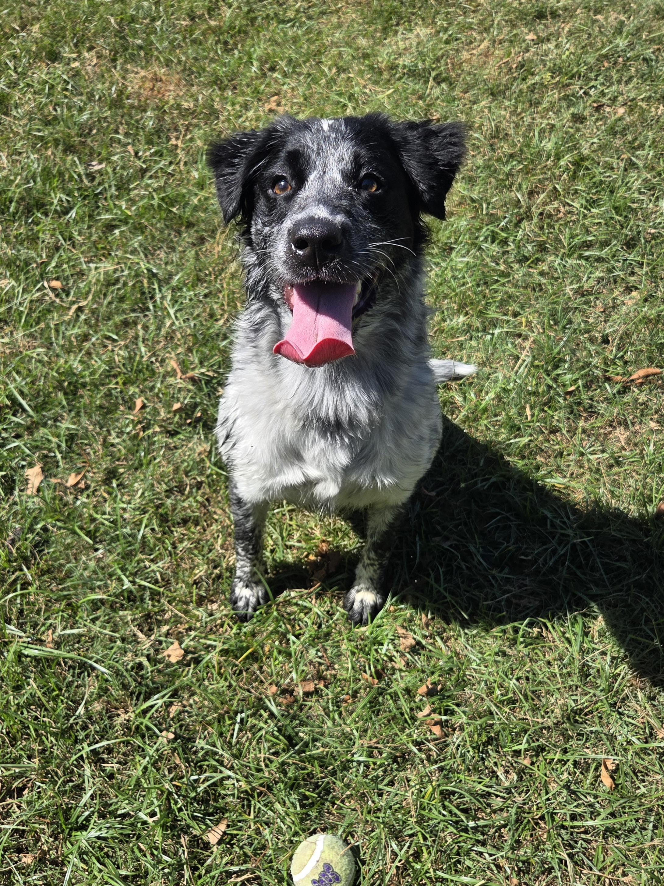 Daisy, an adopted mixed breed in Anna, TX image 4/6