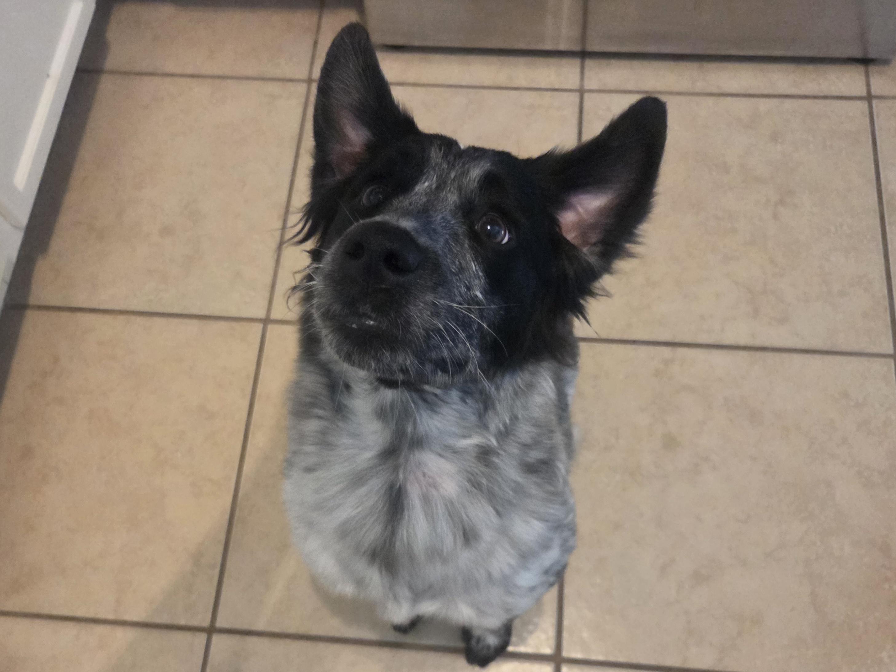 Daisy, an adopted mixed breed in Anna, TX image 5/6