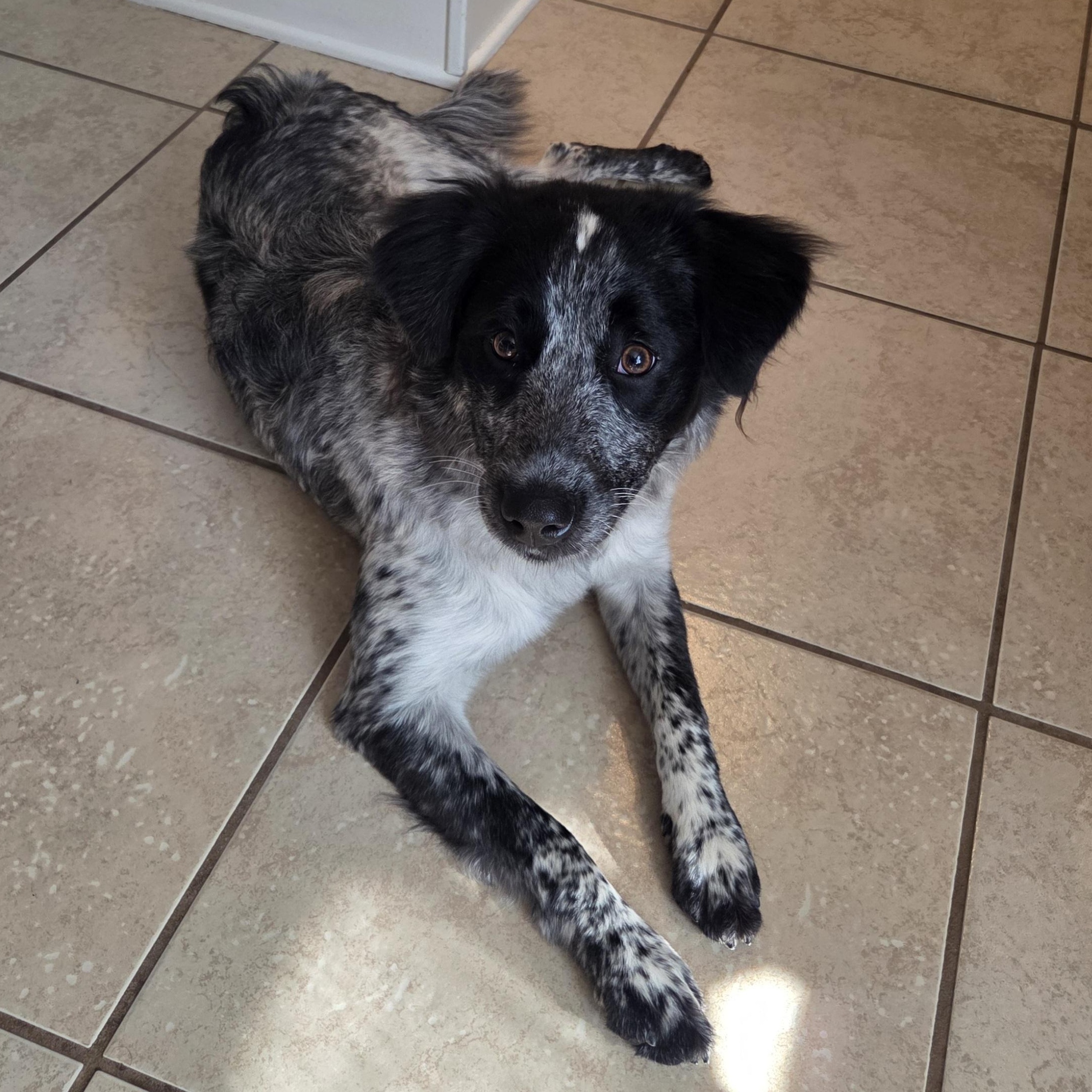 Daisy, adopted, Young Female Australian Cattle Dog / Blue Heeler.