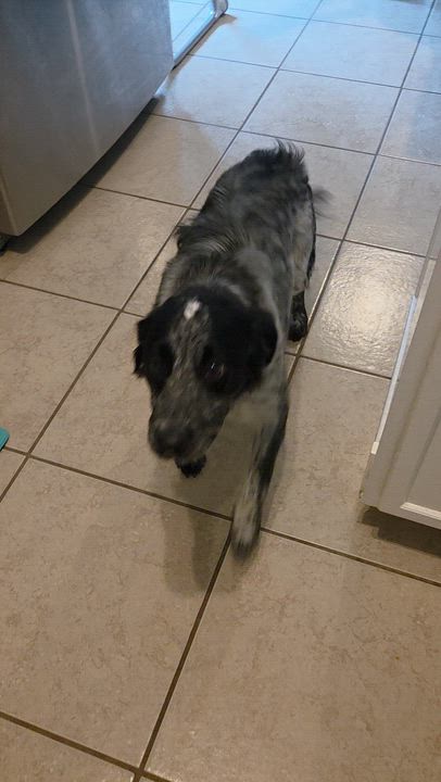 Enlarge Daisy, an adopted mixed breed in Anna, TX video 6/6