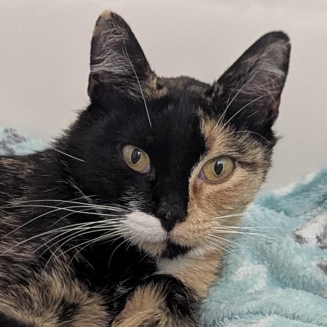 Zara, Adoptable, Young Female Domestic Short Hair.