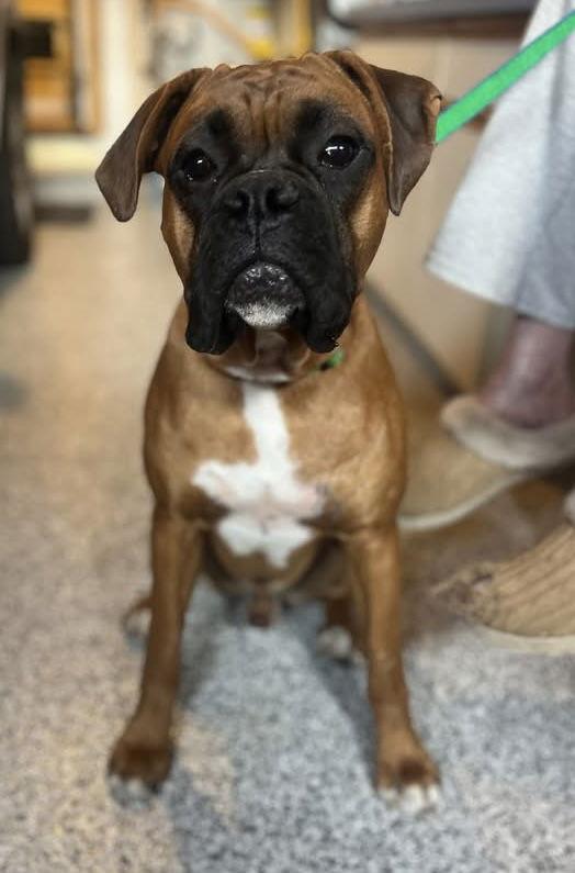 Enlarge Benny, a Adopted Boxer in Stanwood, WA image 1/1