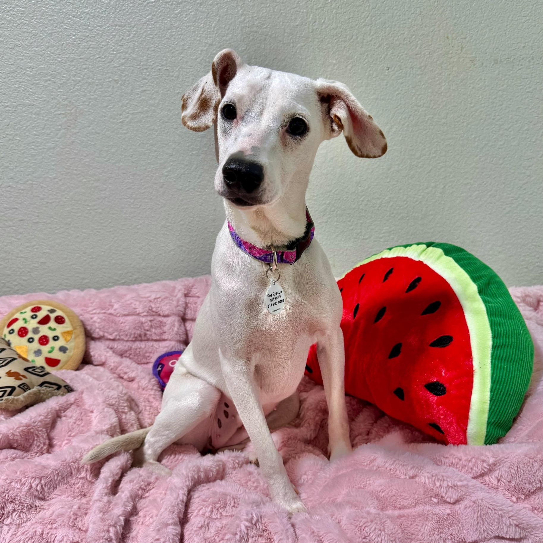 Violet, Adopted, Young Female Jack Russell Terrier & Whippet.