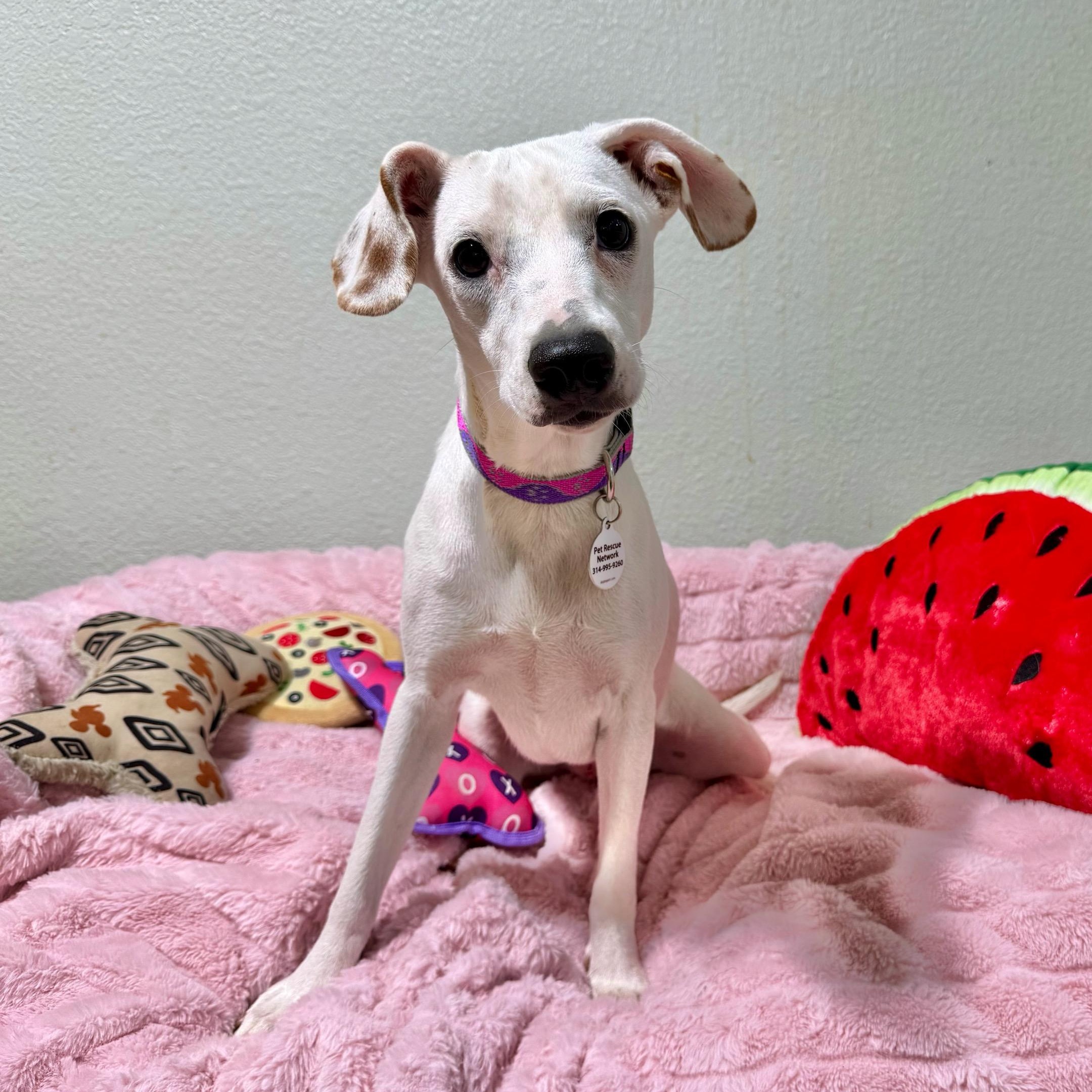 Enlarge Violet, a Adopted mixed breed in High Ridge, MO image 2/5