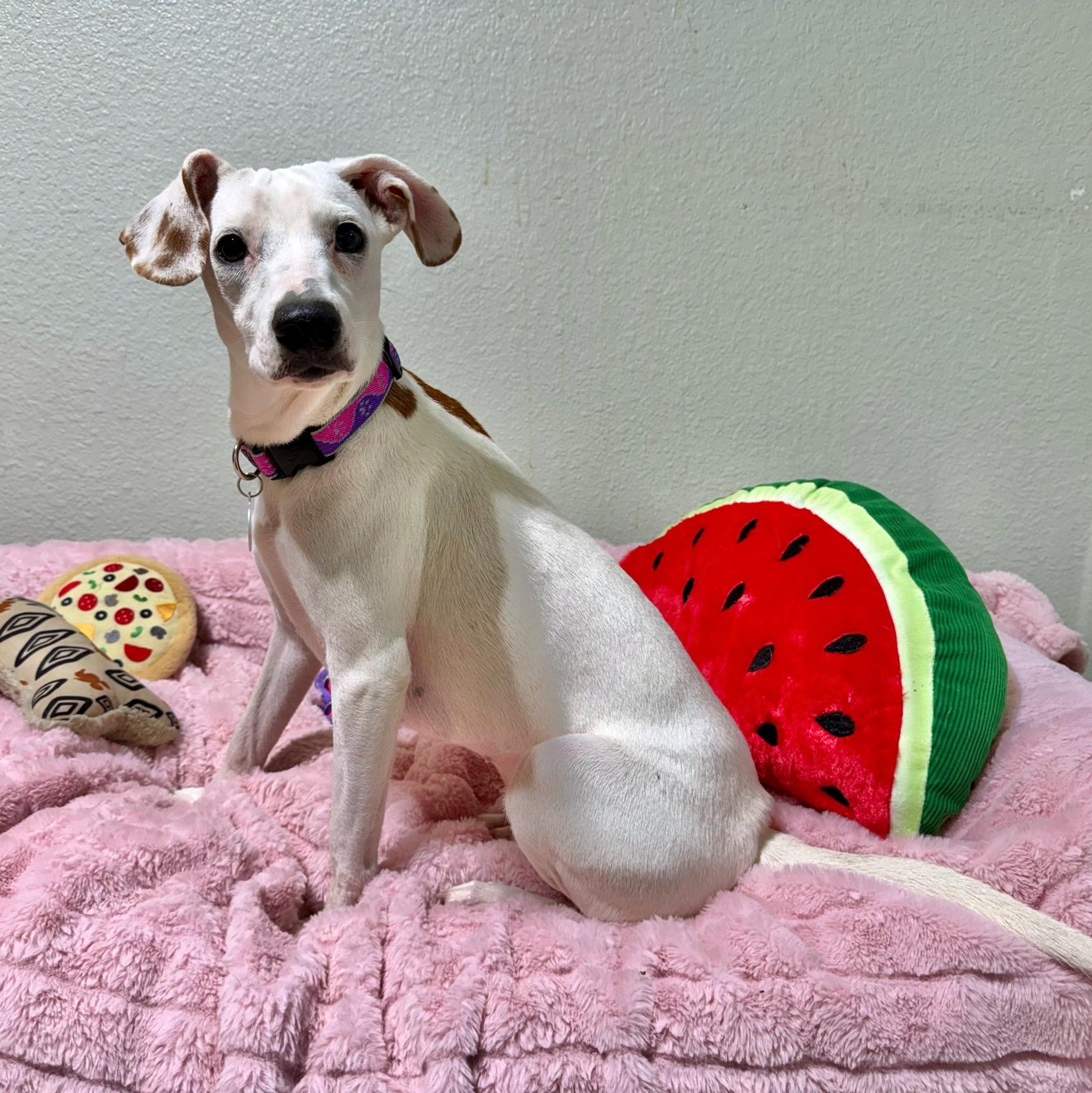 Enlarge Violet, a Adopted mixed breed in High Ridge, MO image 5/5