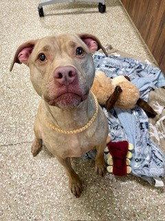 Enlarge BELLE, a Adoptable American Staffordshire Terrier in Clyde, NC image 1/1