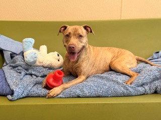 BELLE, Adoptable, Adult Female American Staffordshire Terrier.