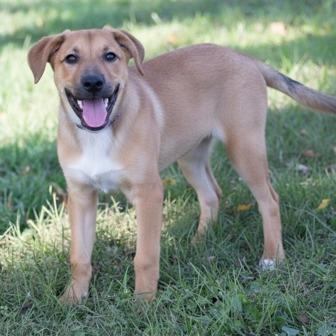 Enlarge Peter, a Adoptable mixed breed in Novelty, OH image 1/2