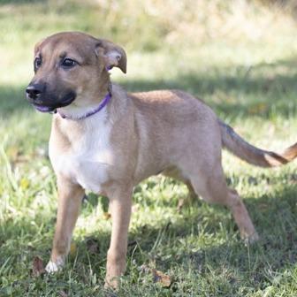 Enlarge Peter, a Adoptable mixed breed in Novelty, OH image 2/2