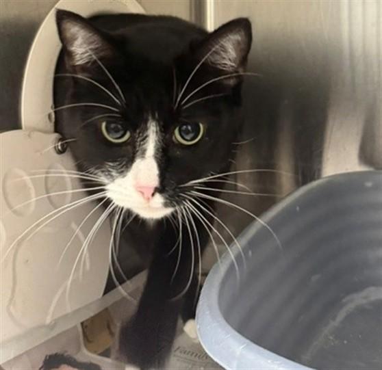 CLOVER, Adoptable, Adult Female Domestic Short Hair & Domestic Short Hair.