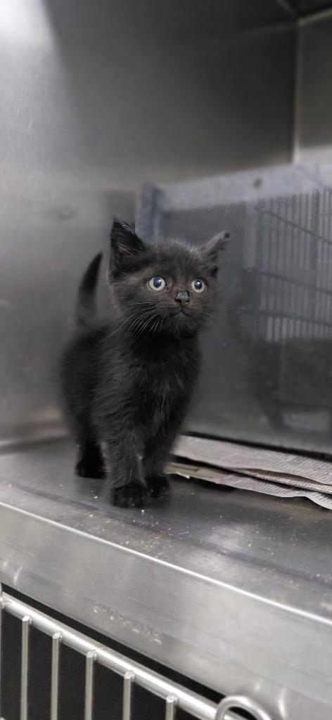Enlarge Merlin, a Adoptable mixed breed in Henderson, NC image 1/1