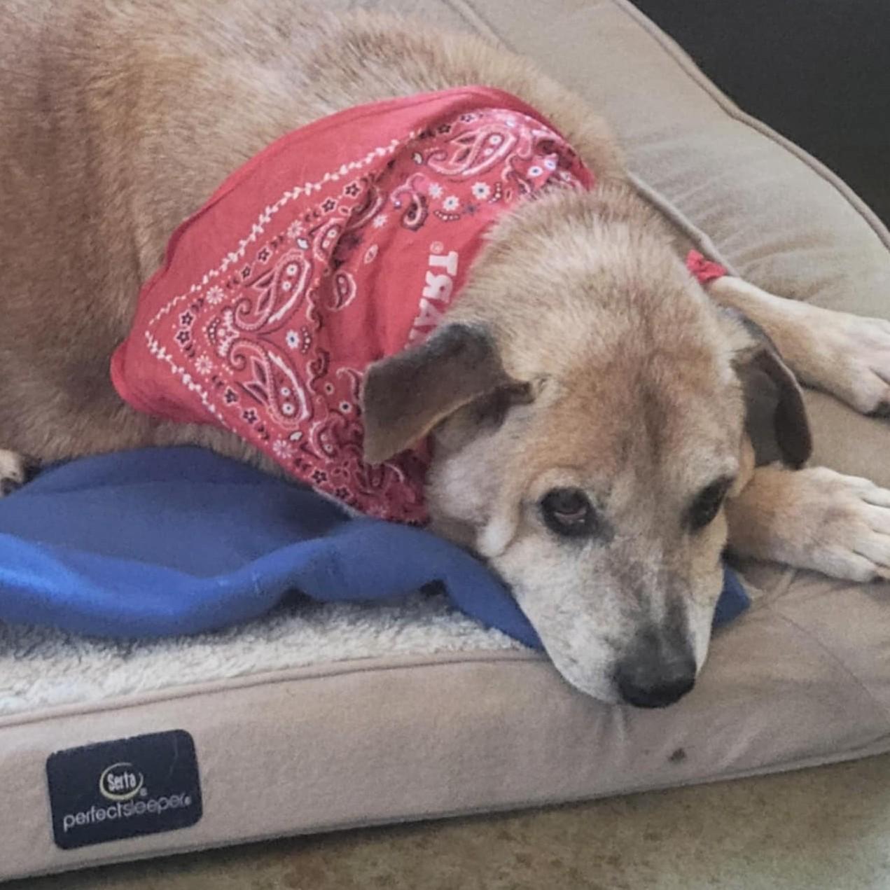 Sammy, a Adoptable mixed breed in Shawnee, KS image 5/6