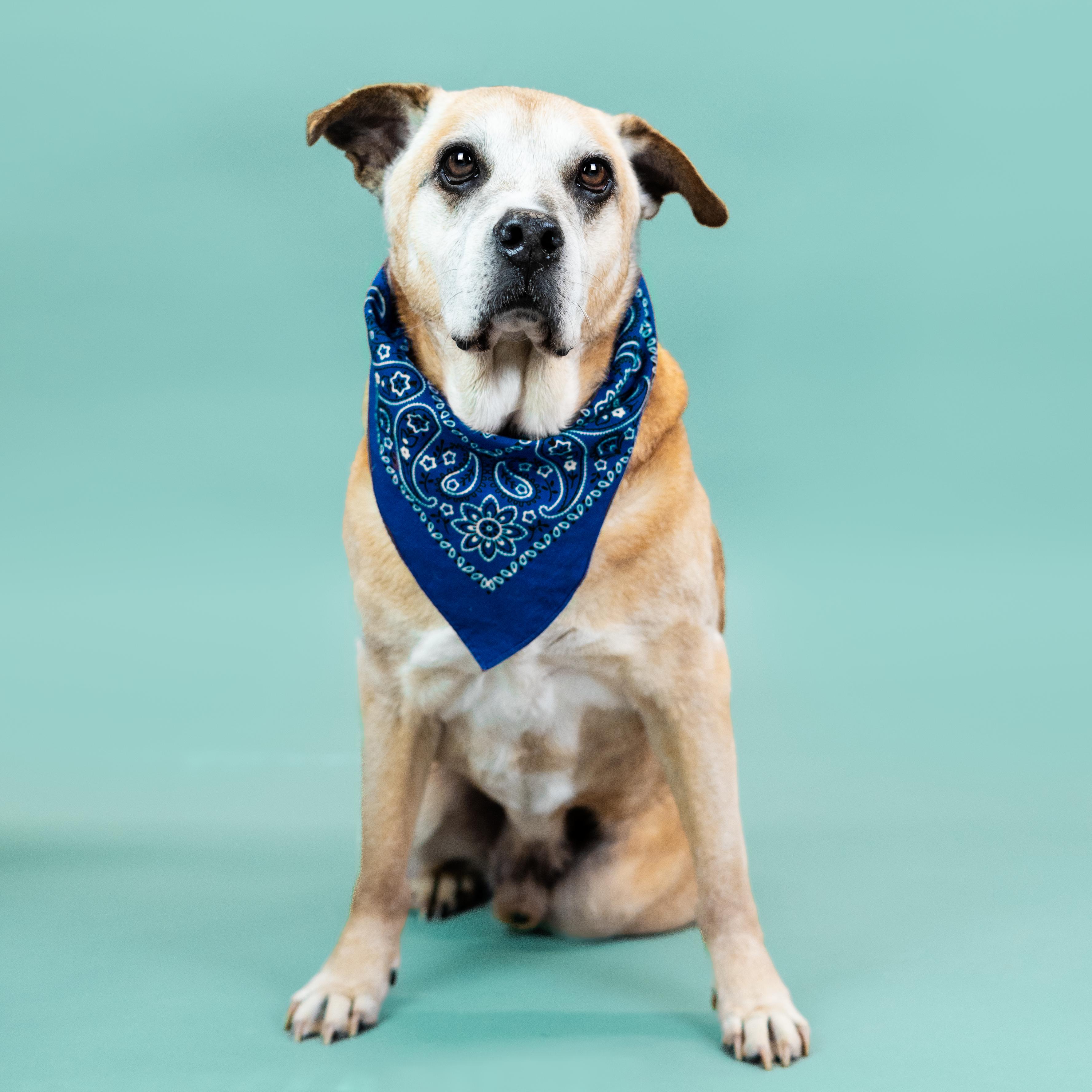 Sammy, a Adoptable mixed breed in Shawnee, KS image 2/6