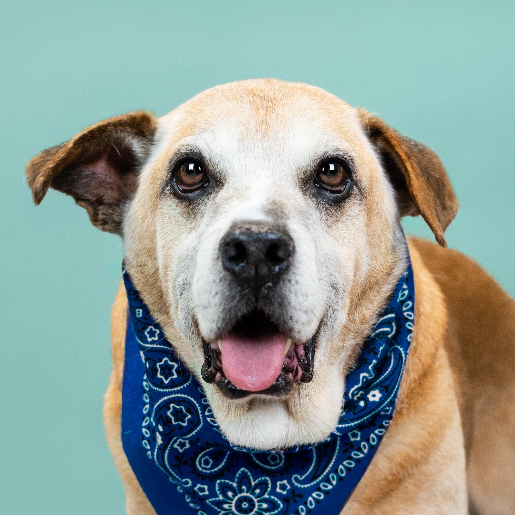 Sammy, a Adoptable mixed breed in Shawnee, KS image 1/6