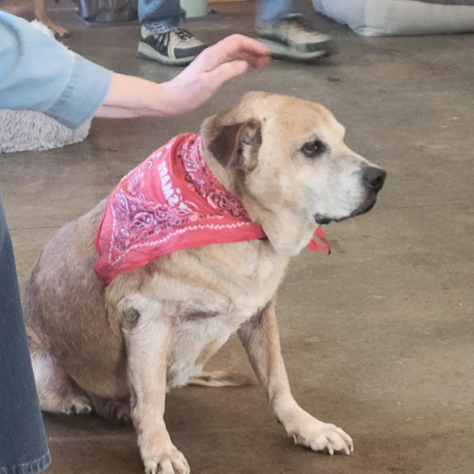 Sammy, a Adoptable mixed breed in Shawnee, KS image 6/6