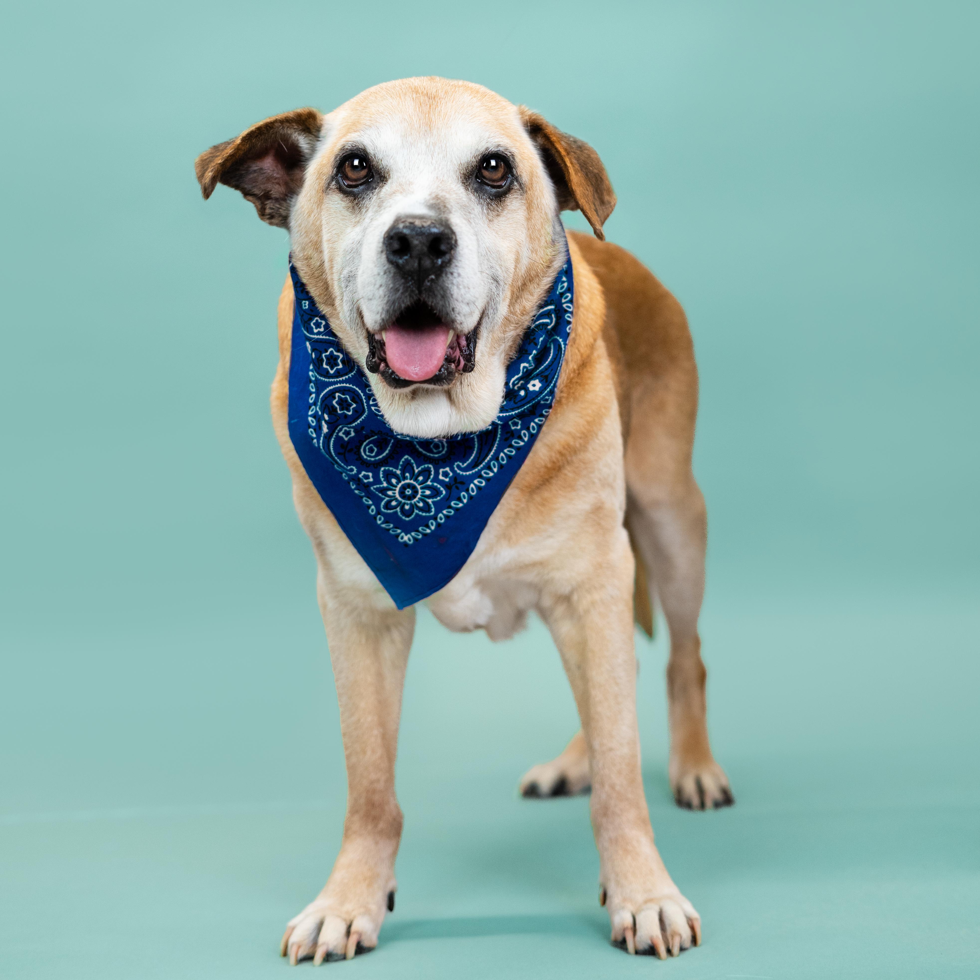 Sammy, a Adoptable mixed breed in Shawnee, KS image 4/6
