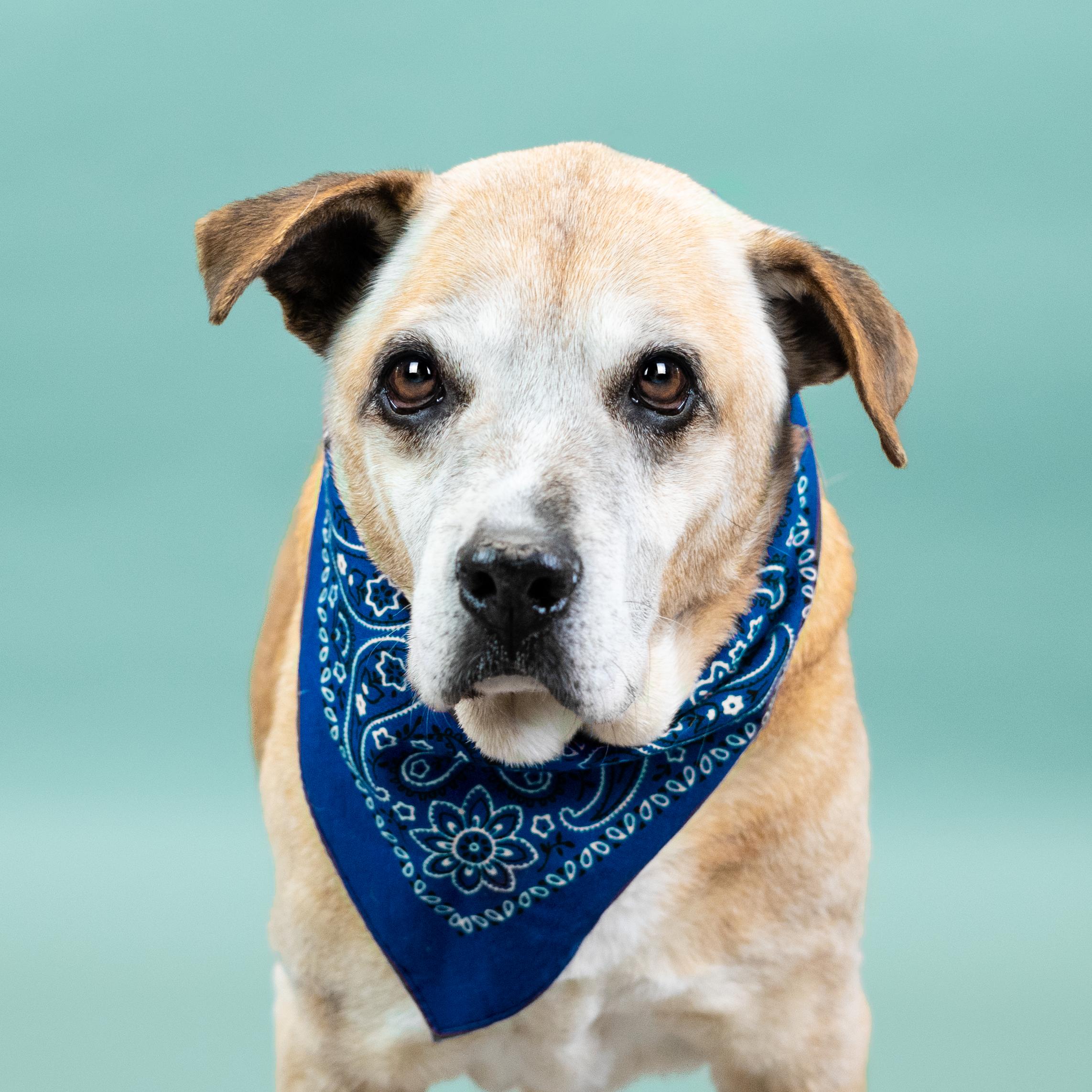 Sammy, a Adoptable mixed breed in Shawnee, KS image 3/6