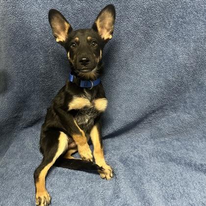 Lyon, Adoptable, Puppy Male Australian Cattle Dog / Blue Heeler.
