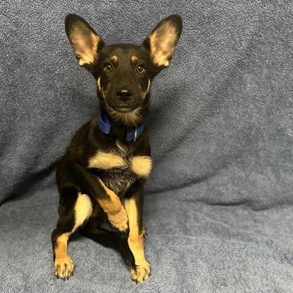 Enlarge Lyon, a Adoptable mixed breed in Red Bluff, CA image 2/2