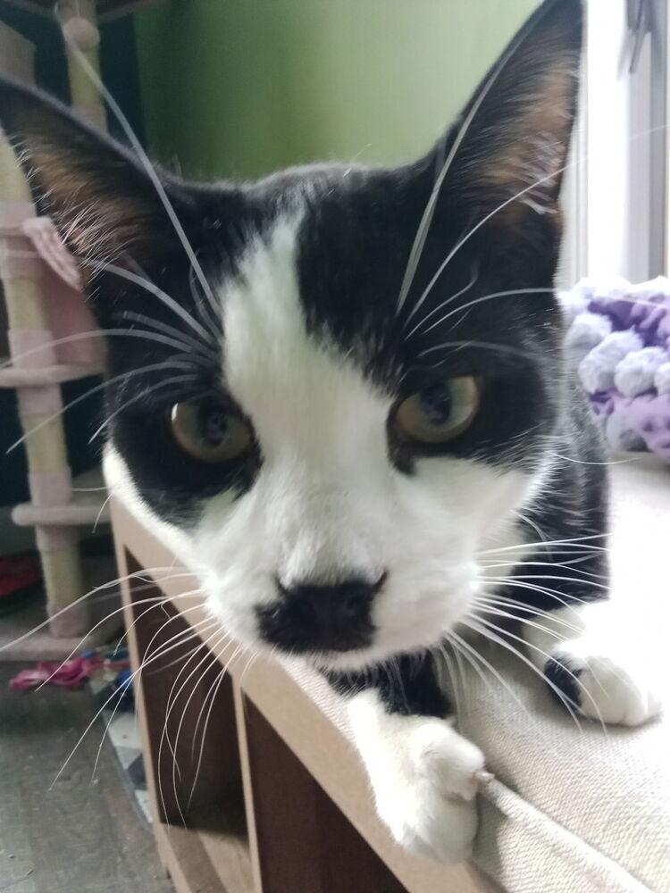 Enlarge Charlie Chaplin, a Adoptable mixed breed in Warren, CT image 1/6