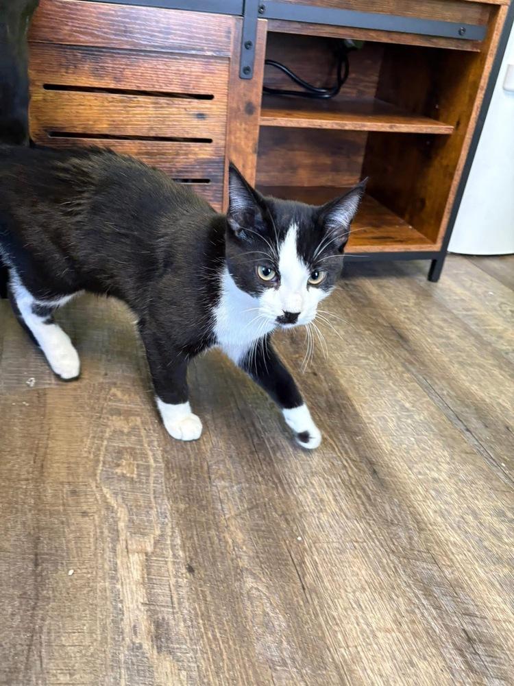 Enlarge Charlie Chaplin, a Adoptable mixed breed in Warren, CT image 4/6
