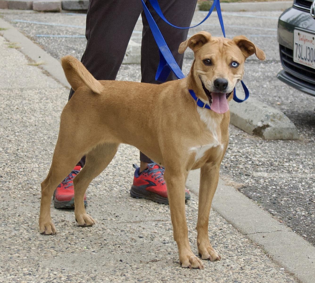 Bette Tattler, a Adoptable mixed breed in Grass Valley, CA image 2/6