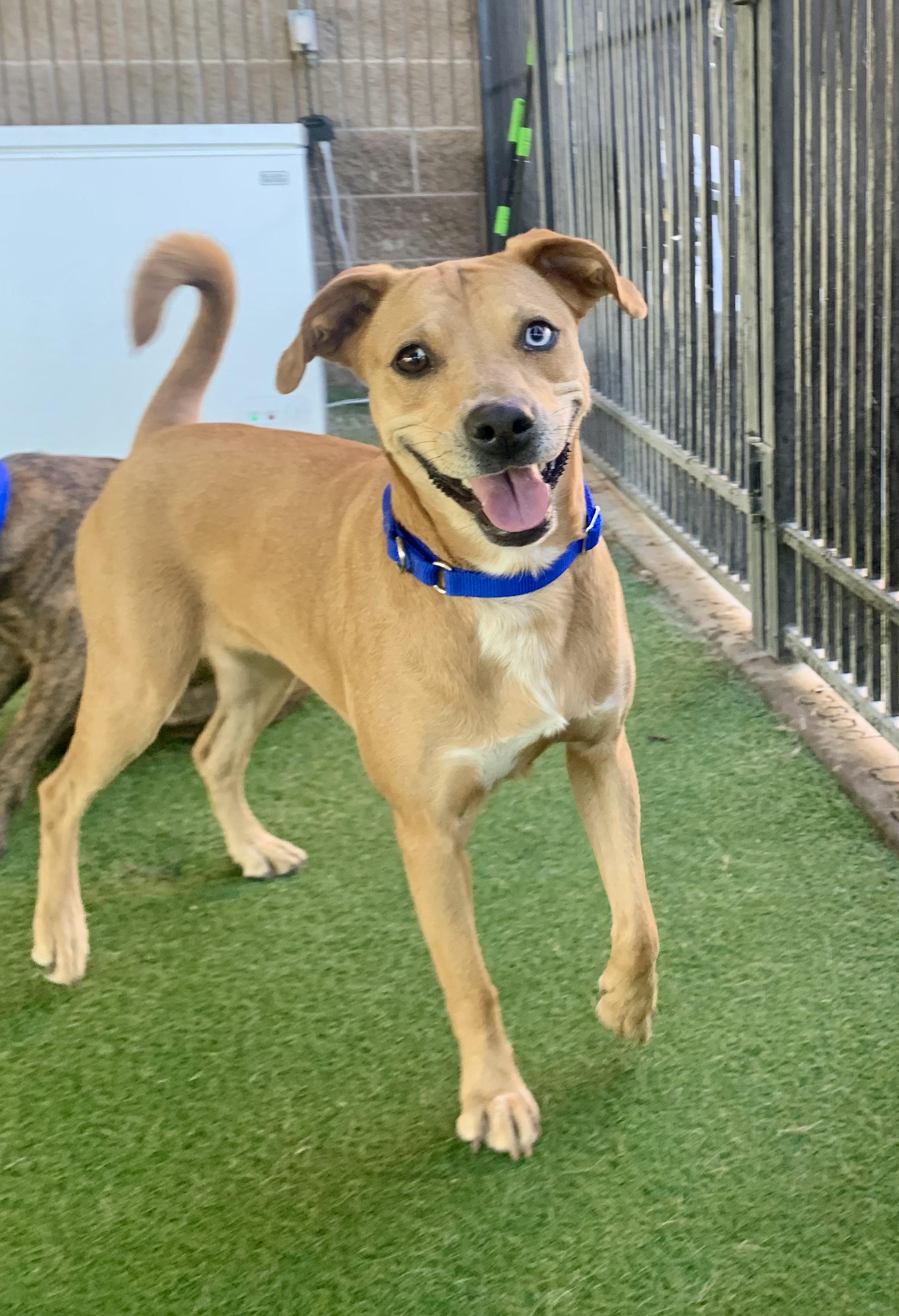 Bette Tattler, a Adoptable mixed breed in Grass Valley, CA image 3/6